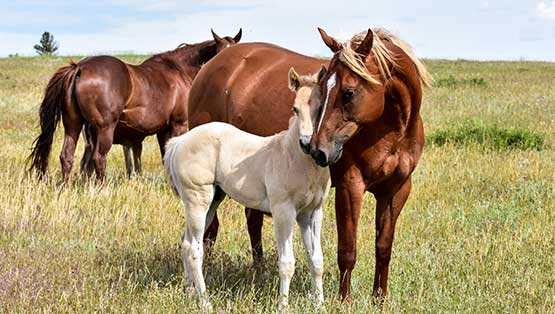 mare and foal